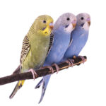 Besoins des perruches : bien vivre avec elles au quotidien